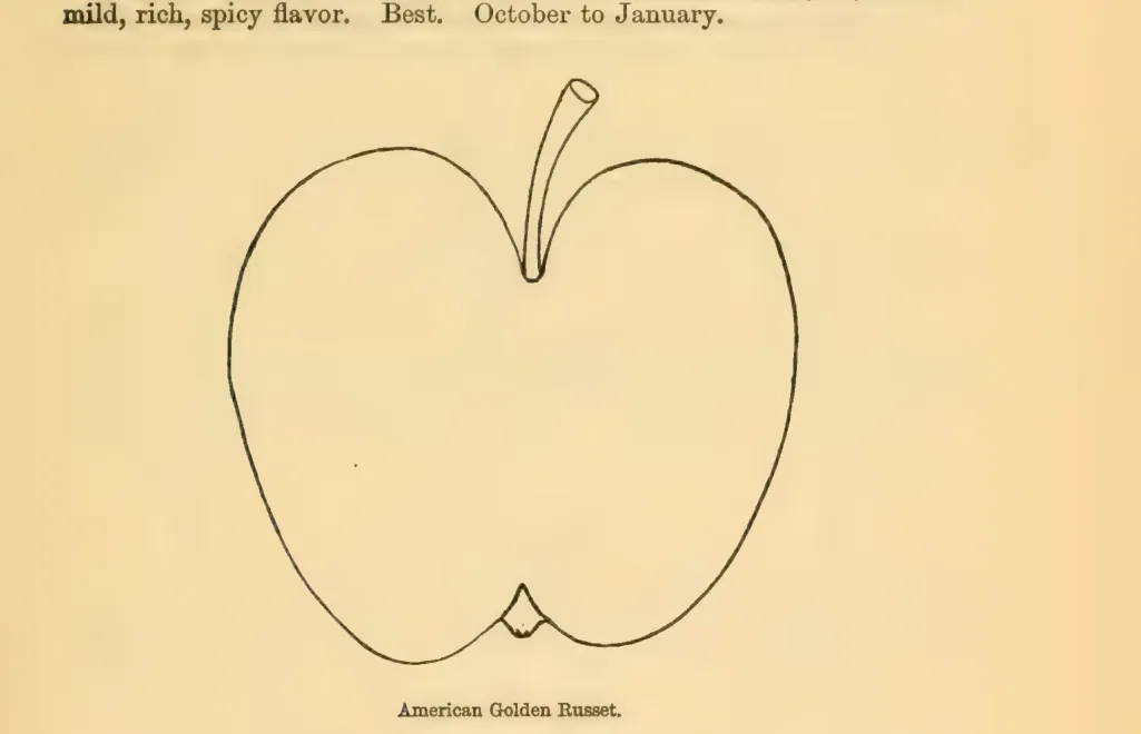 Illustration from Downing, Fruits and Fruit Trees of America (1900)