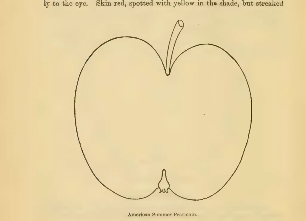 Illustration from Downing, Fruits and Fruit Trees of America (1900)