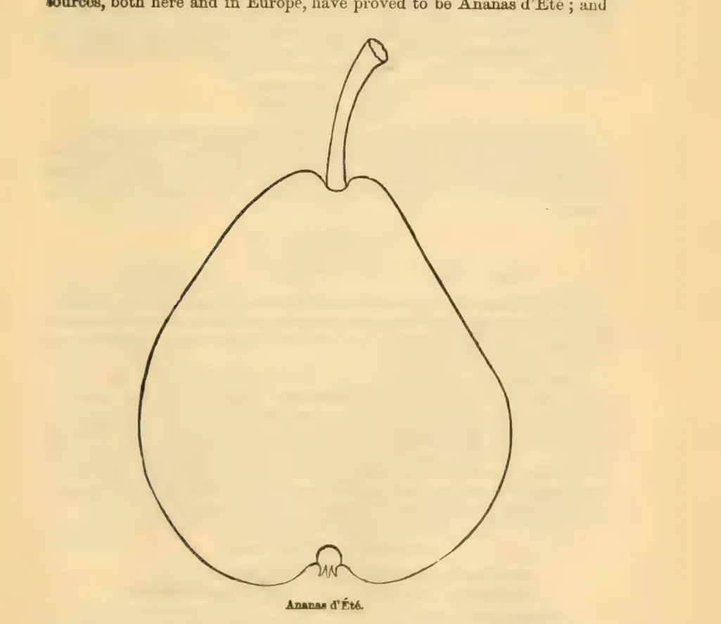 Illustration from Downing, Fruits and Fruit Trees of America (1900)