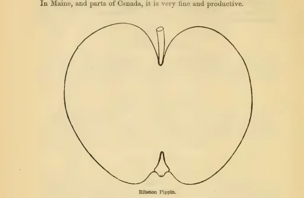 Illustration of Baddow Pippin