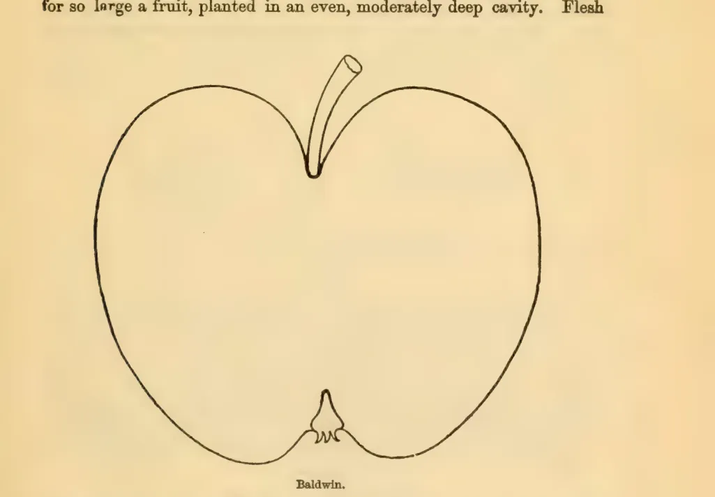 Illustration from Downing, Fruits and Fruit Trees of America (1900)
