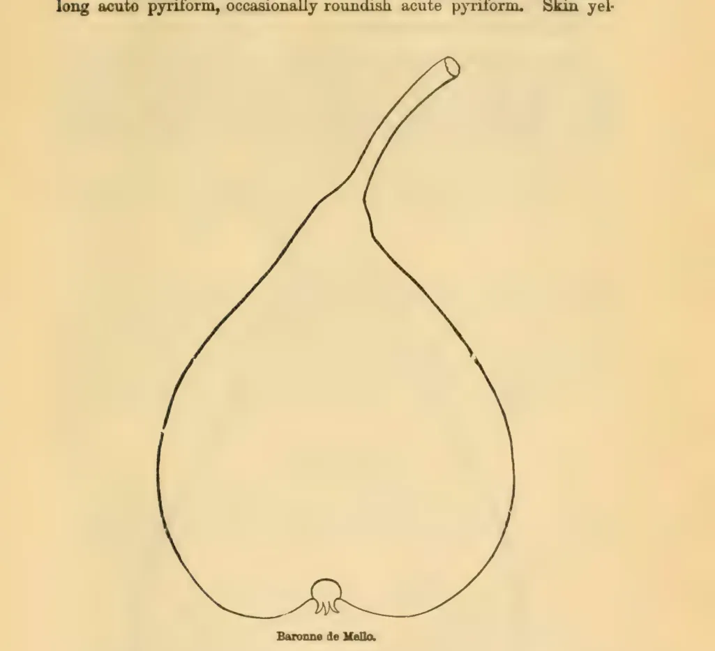 Illustration from Downing, Fruits and Fruit Trees of America (1900)