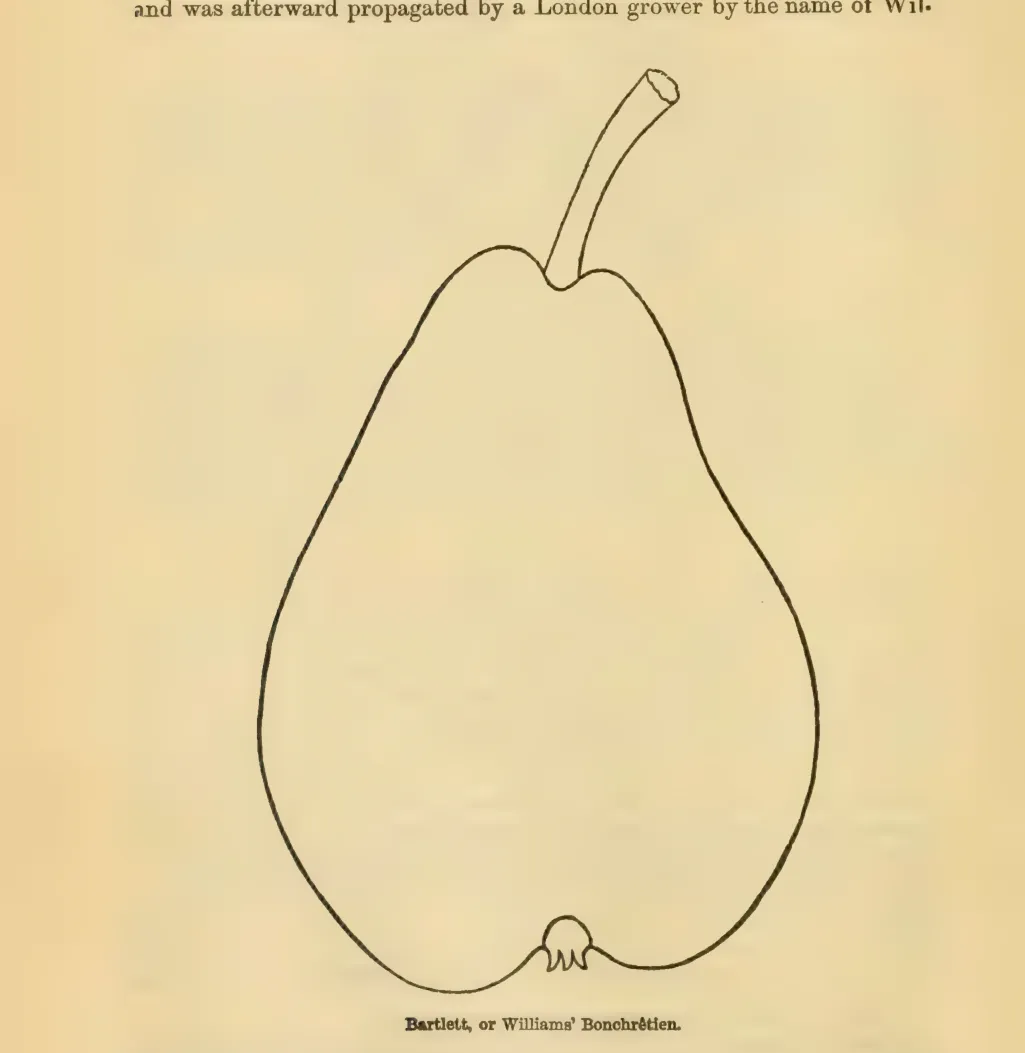 Illustration from Downing, Fruits and Fruit Trees of America (1900)
