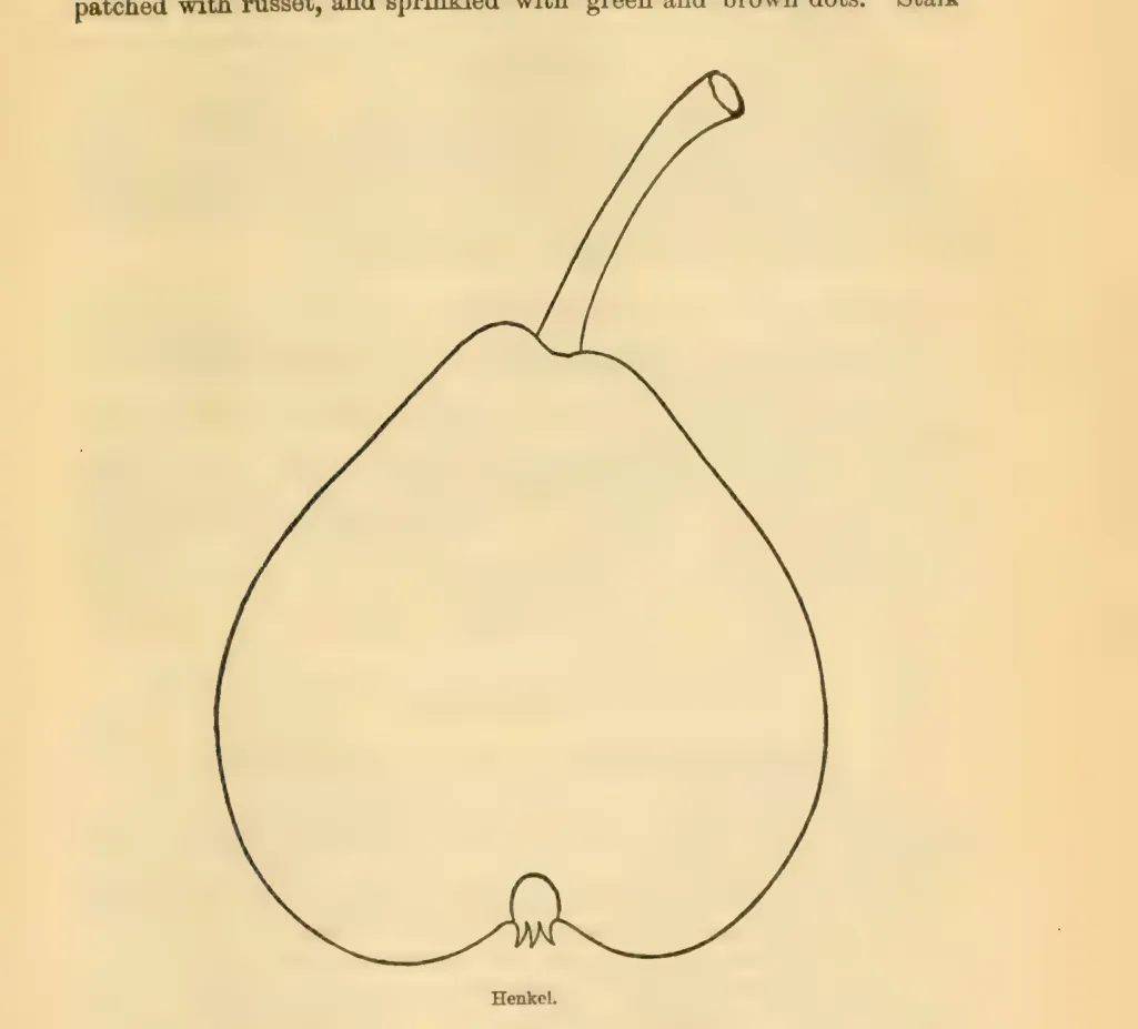 Illustration from Downing, Fruits and Fruit Trees of America (1900)