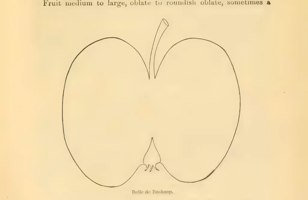 Illustration from Downing, Fruits and Fruit Trees of America (1900)