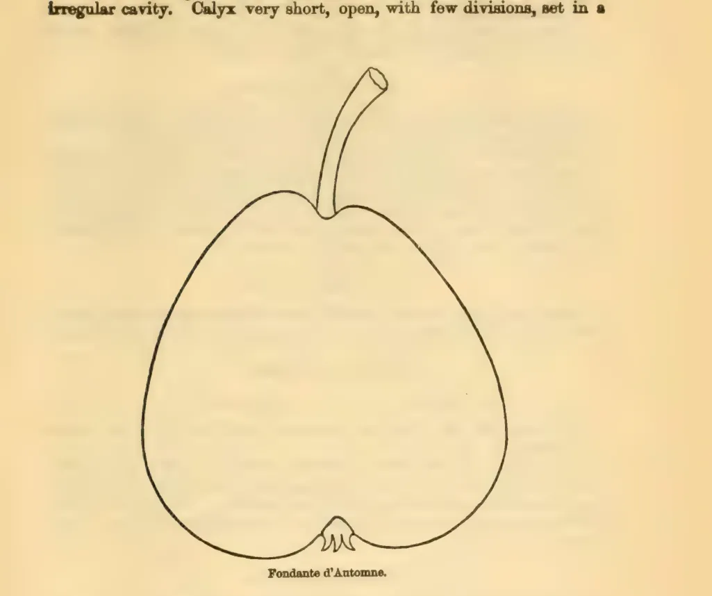 Illustration from Downing, Fruits and Fruit Trees of America (1900)