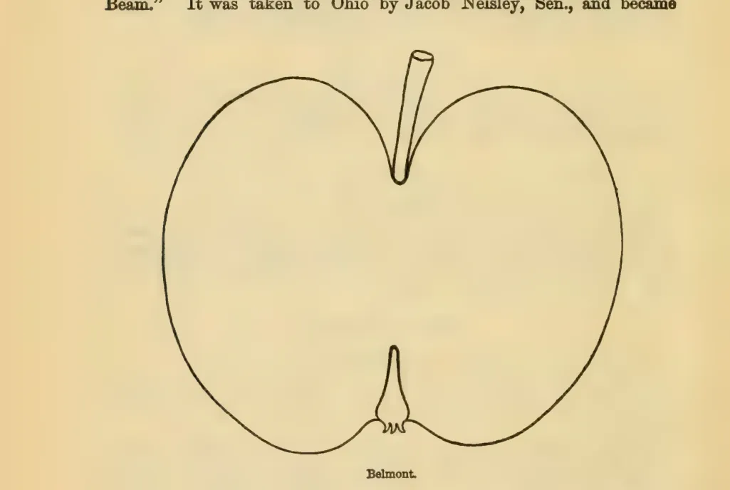 Illustration from Downing, Fruits and Fruit Trees of America (1900)