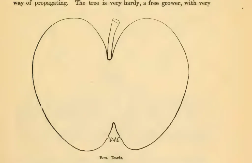 Illustration from Downing, Fruits and Fruit Trees of America (1900)