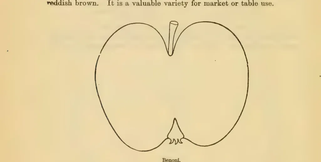 Illustration from Downing, Fruits and Fruit Trees of America (1900)