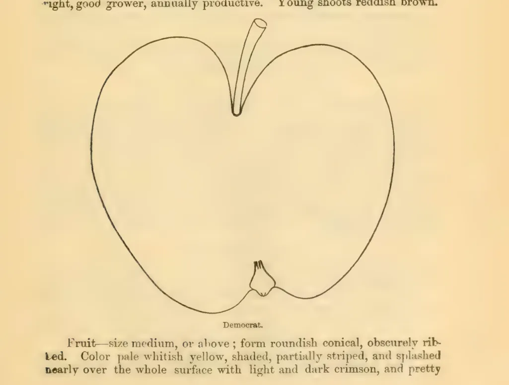 Illustration from Downing, Fruits and Fruit Trees of America (1900)