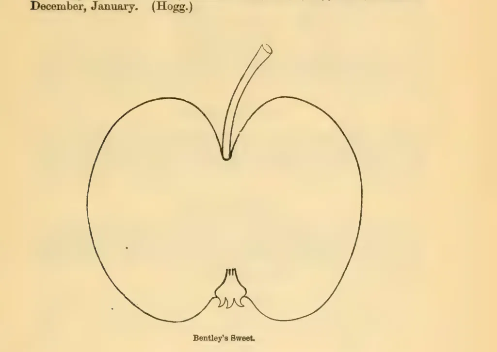 Illustration of Bentley's Sweet
