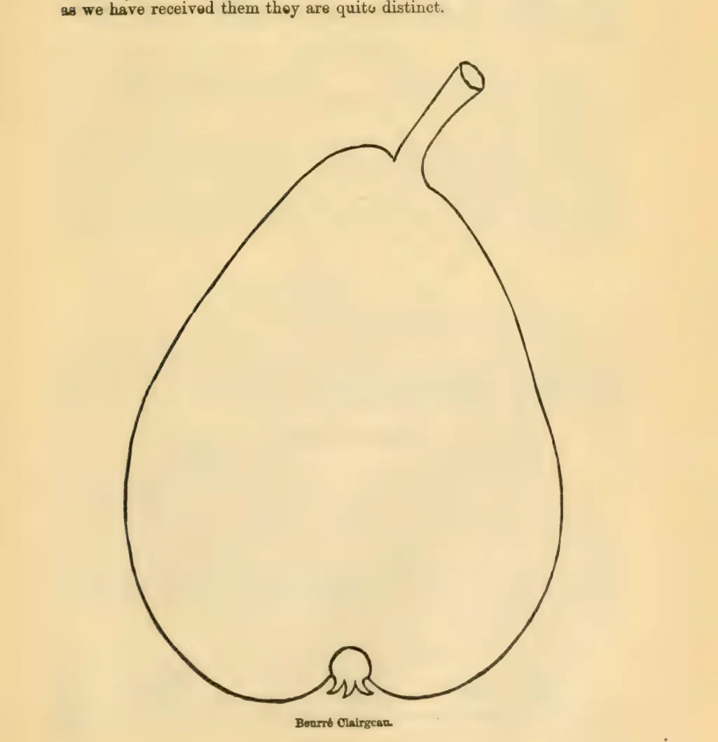 Illustration from Downing, Fruits and Fruit Trees of America (1900)