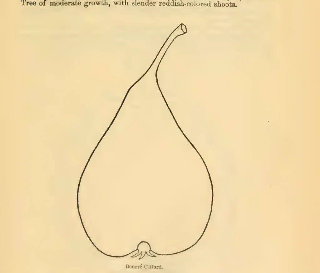 Illustration from Downing, Fruits and Fruit Trees of America (1900)