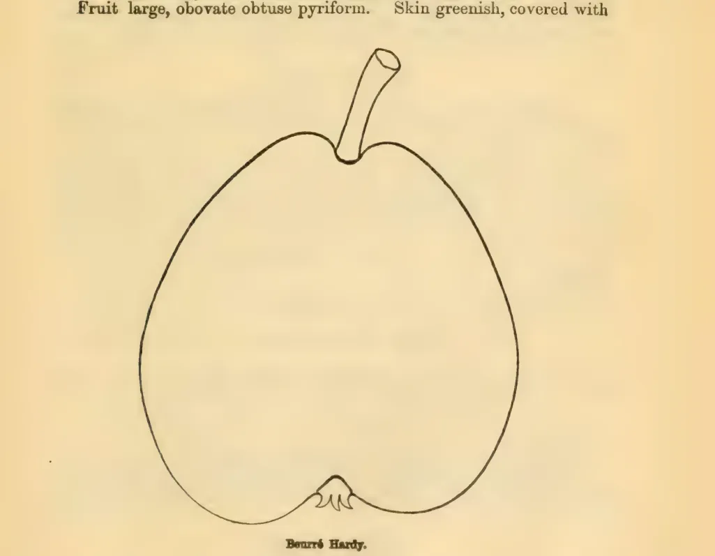 Illustration from Downing, Fruits and Fruit Trees of America (1900)