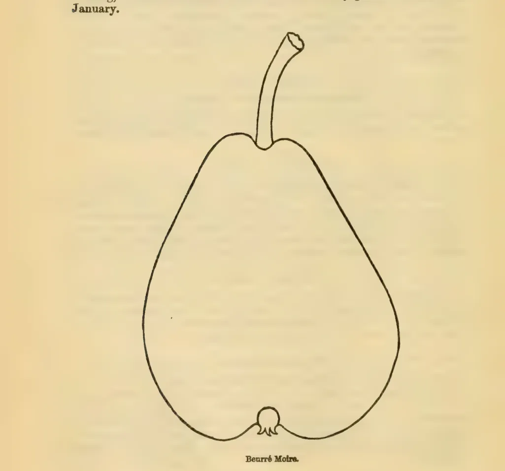 Illustration from Downing, Fruits and Fruit Trees of America (1900)