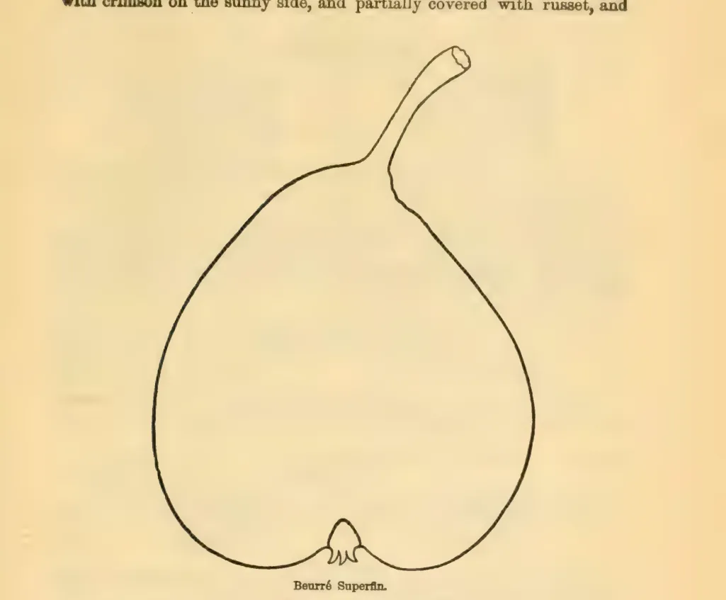 Illustration of Beurré Superfin