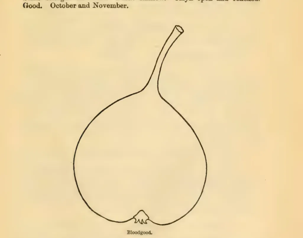 Illustration from Downing, Fruits and Fruit Trees of America (1900)