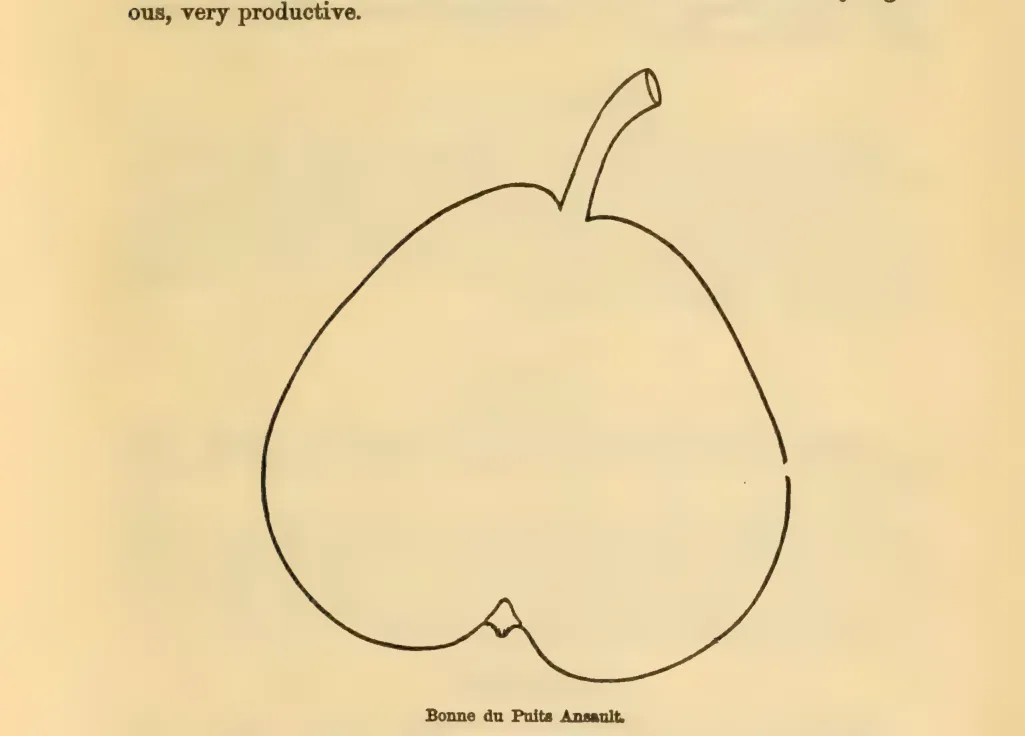 Illustration of Bonne du Puits Ansault