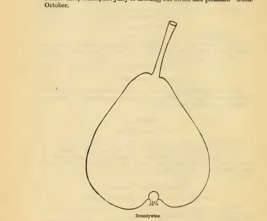 Illustration from Downing, Fruits and Fruit Trees of America (1900)