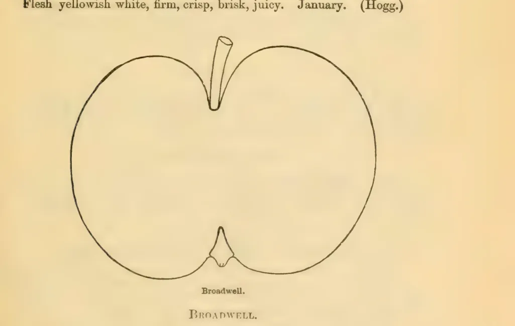 Illustration of Broadwell