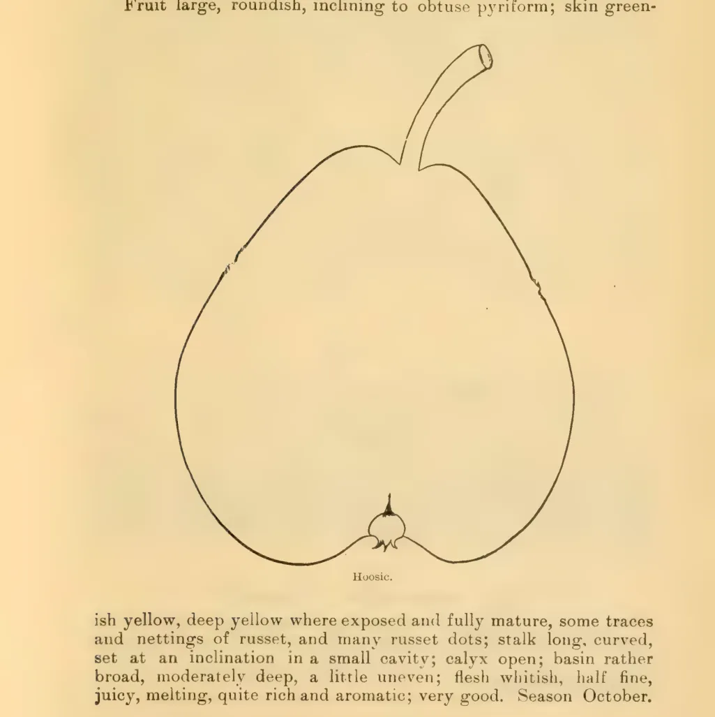 Illustration of Brown Beurré