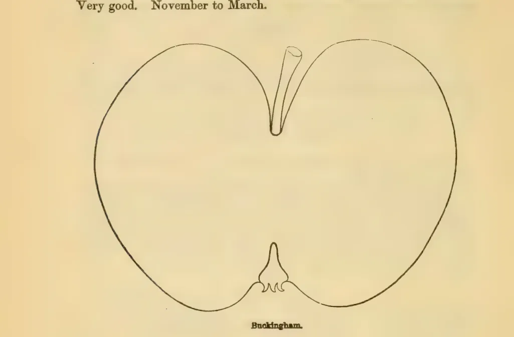 Illustration from Downing, Fruits and Fruit Trees of America (1900)