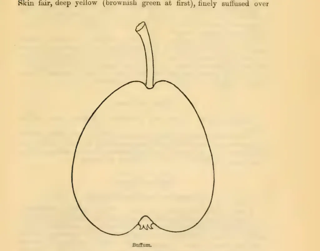 Illustration from Downing, Fruits and Fruit Trees of America (1900)