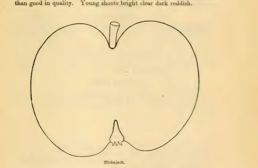 Illustration from Downing, Fruits and Fruit Trees of America (1900)