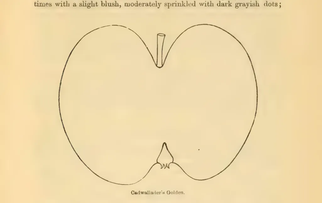 Illustration from Downing, Fruits and Fruit Trees of America (1900)
