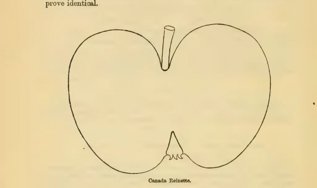 Illustration from Downing, Fruits and Fruit Trees of America (1900)
