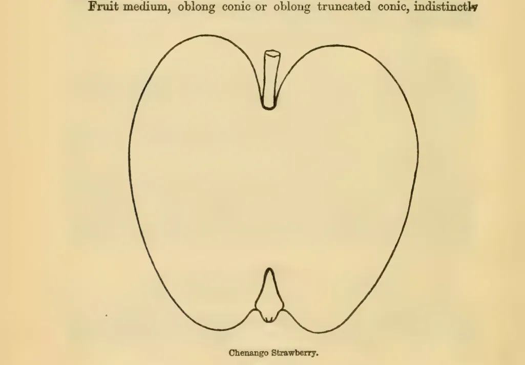 Illustration from Downing, Fruits and Fruit Trees of America (1900)