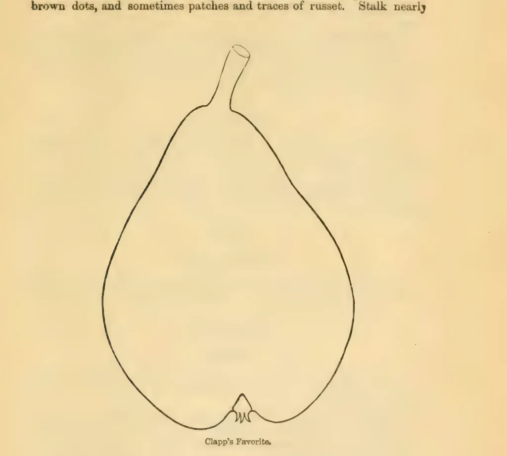 Illustration from Downing, Fruits and Fruit Trees of America (1900)