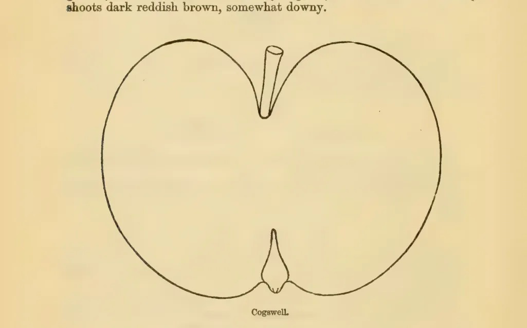 Illustration from Downing, Fruits and Fruit Trees of America (1900)