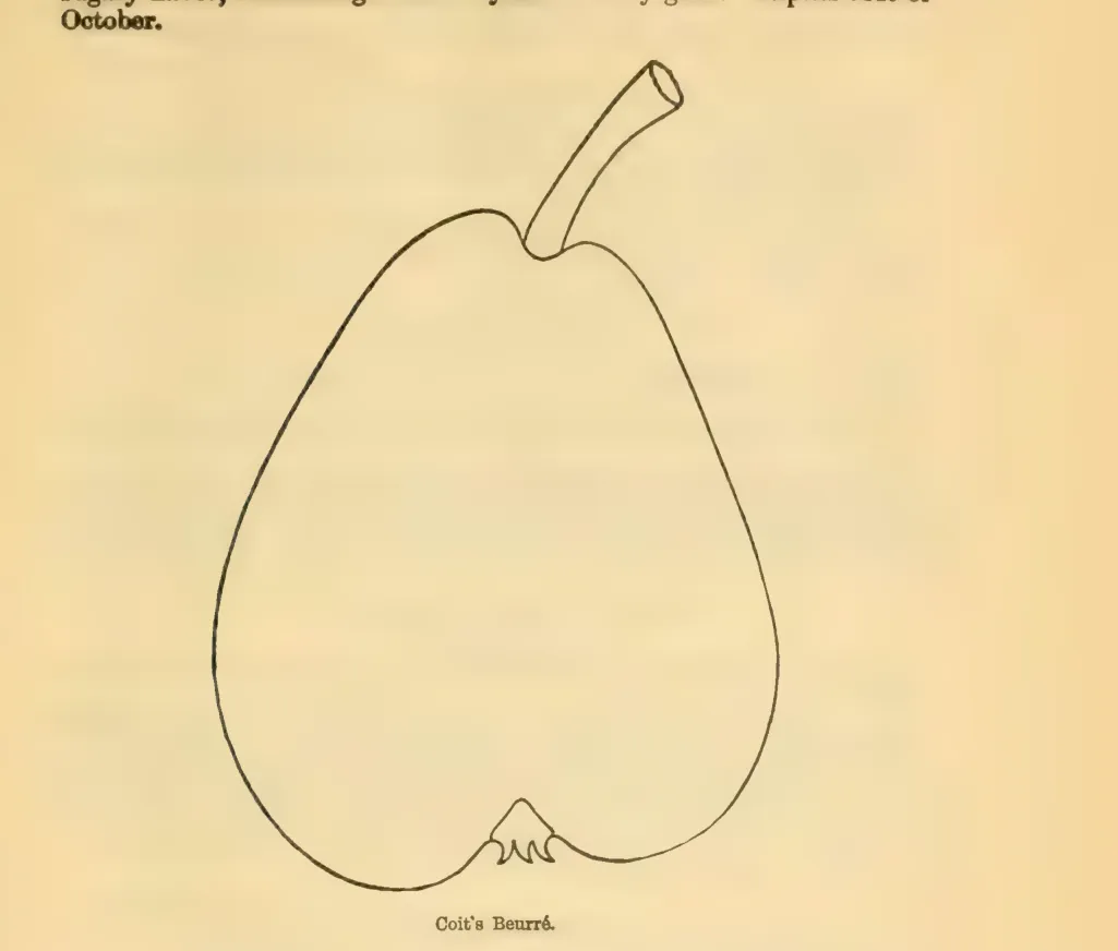 Illustration of Coit's Beurré