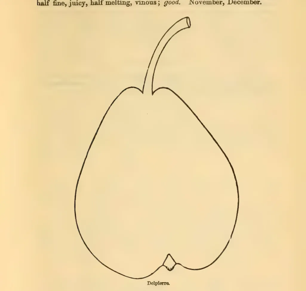 Illustration of Delpierre