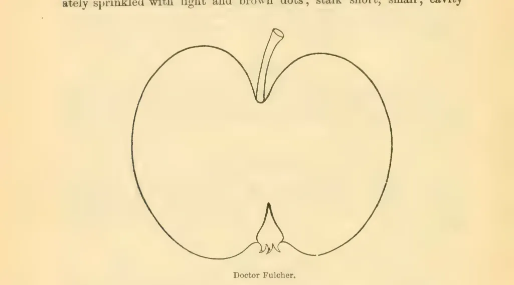 Illustration from Downing, Fruits and Fruit Trees of America (1900)
