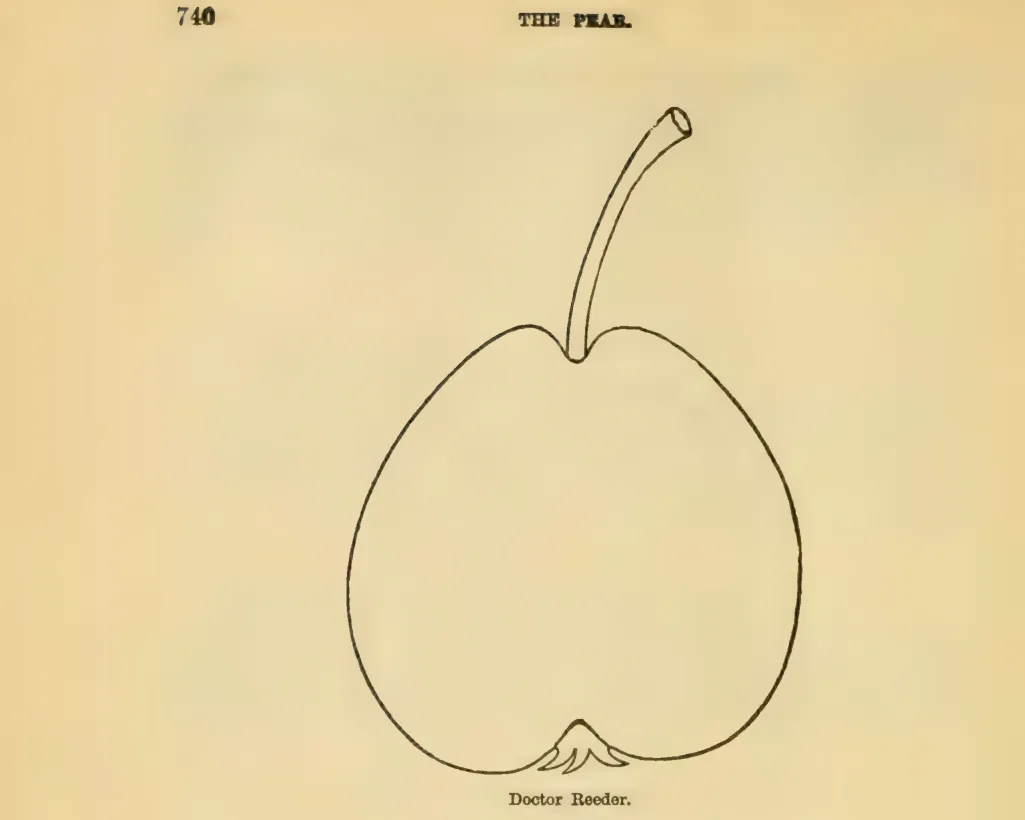 Illustration of Doctor Reeder