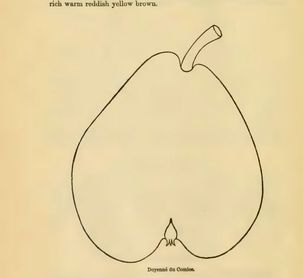 Illustration of Doyenné Du Comice