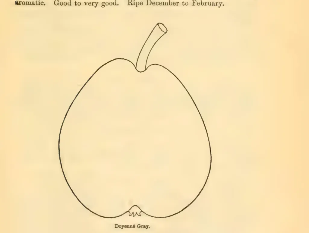 Illustration from Downing, Fruits and Fruit Trees of America (1900)