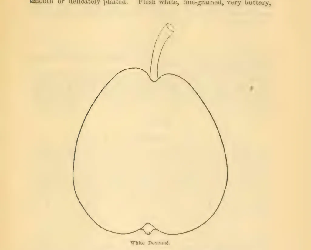 Illustration from Downing, Fruits and Fruit Trees of America (1900)