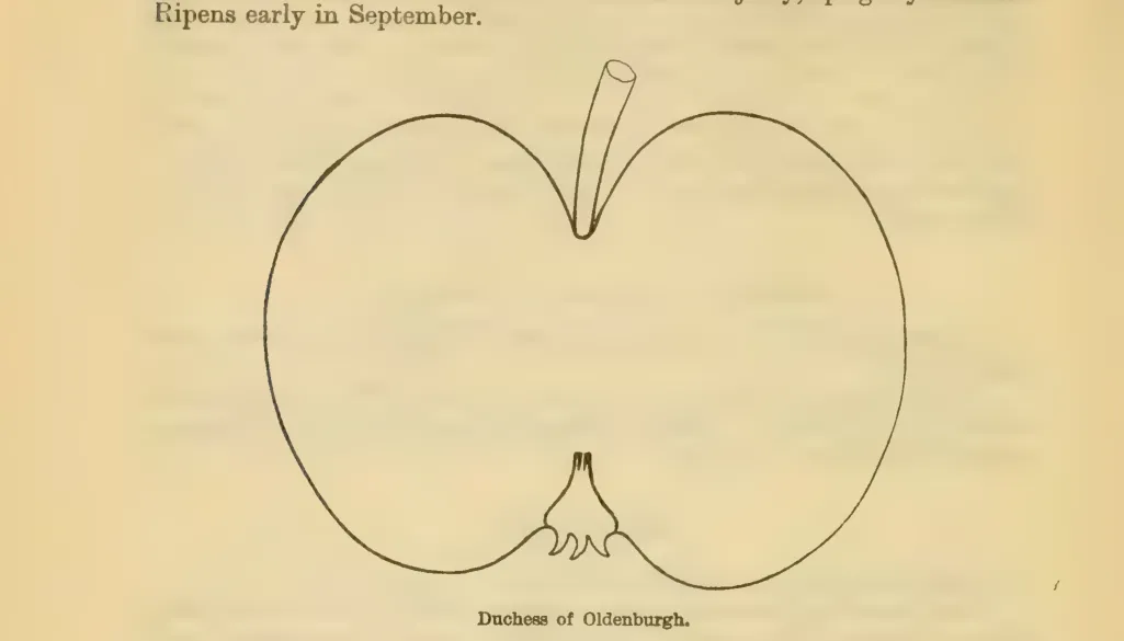 Illustration from Downing, Fruits and Fruit Trees of America (1900)