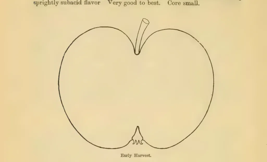 Illustration from Downing, Fruits and Fruit Trees of America (1900)