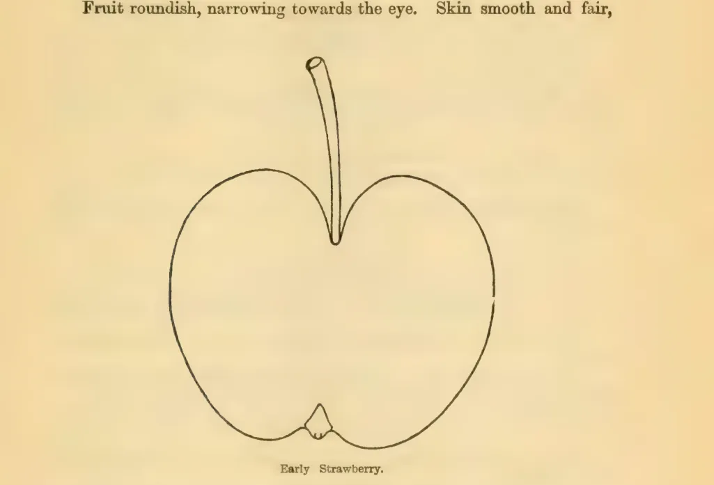 Illustration from Downing, Fruits and Fruit Trees of America (1900)