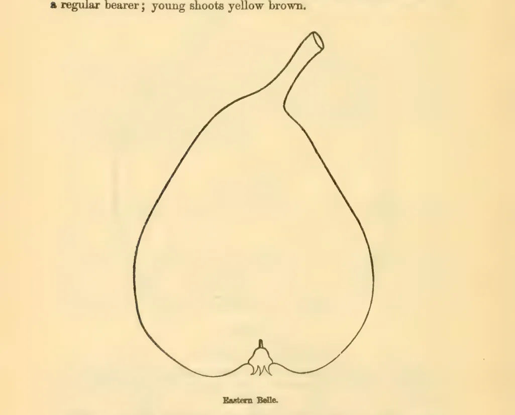 Illustration from Downing, Fruits and Fruit Trees of America (1900)