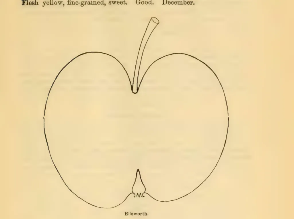 Illustration of Ellsworth