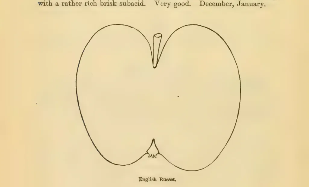 Illustration from Downing, Fruits and Fruit Trees of America (1900)
