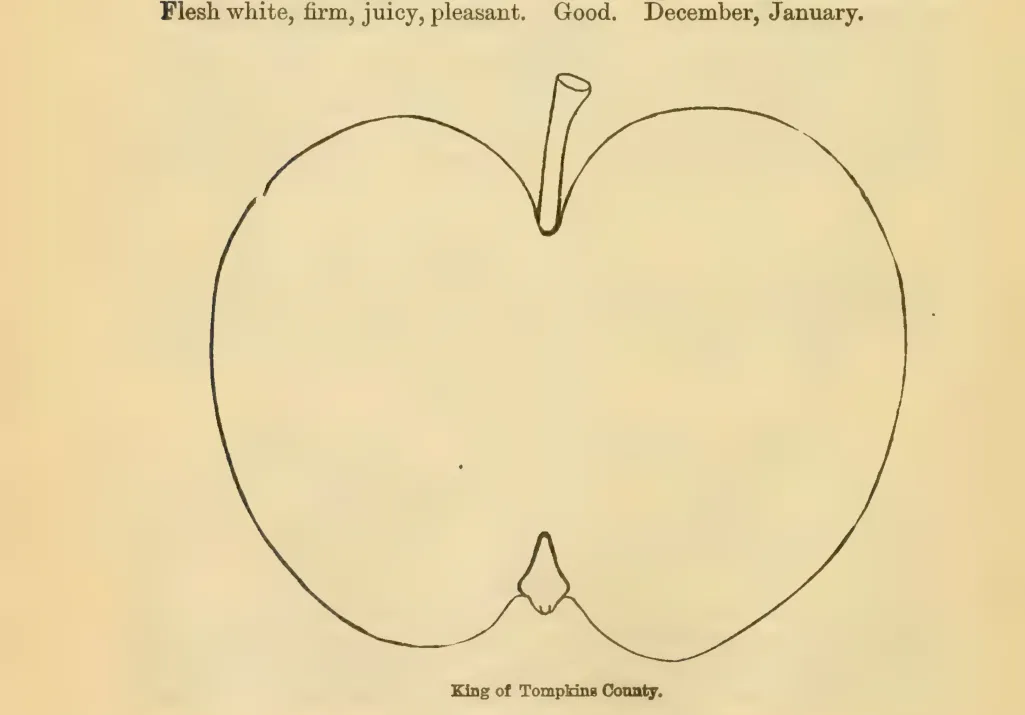Illustration from Downing, Fruits and Fruit Trees of America (1900)