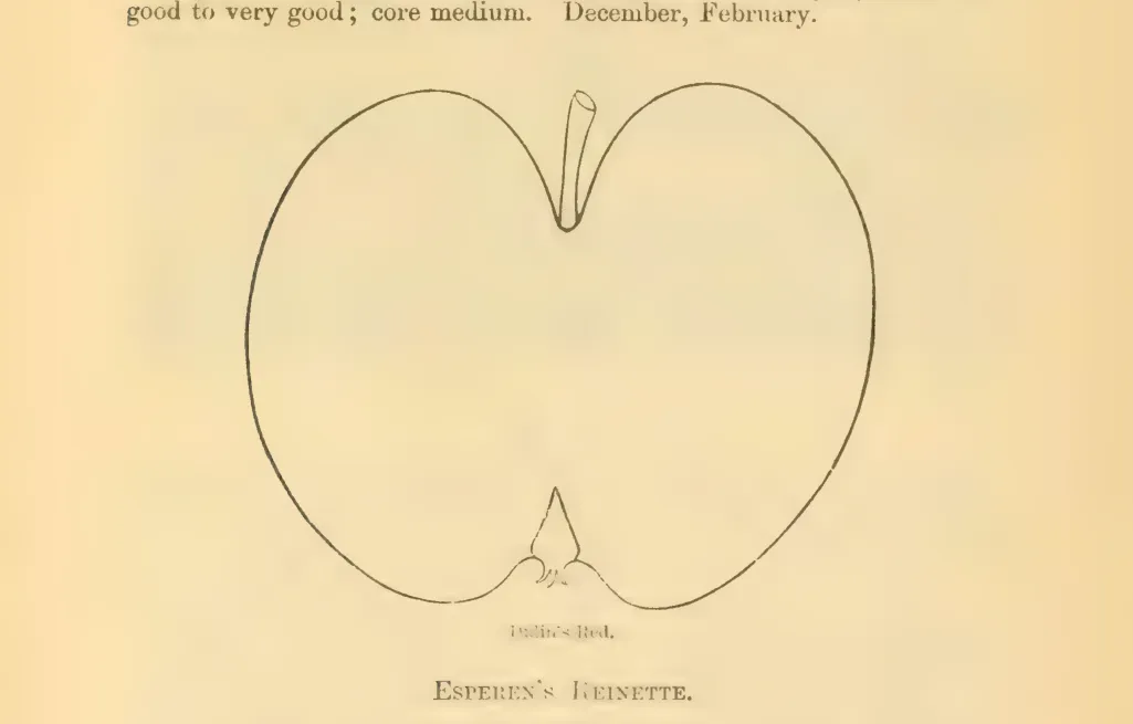 Illustration of Esperen's Reinette