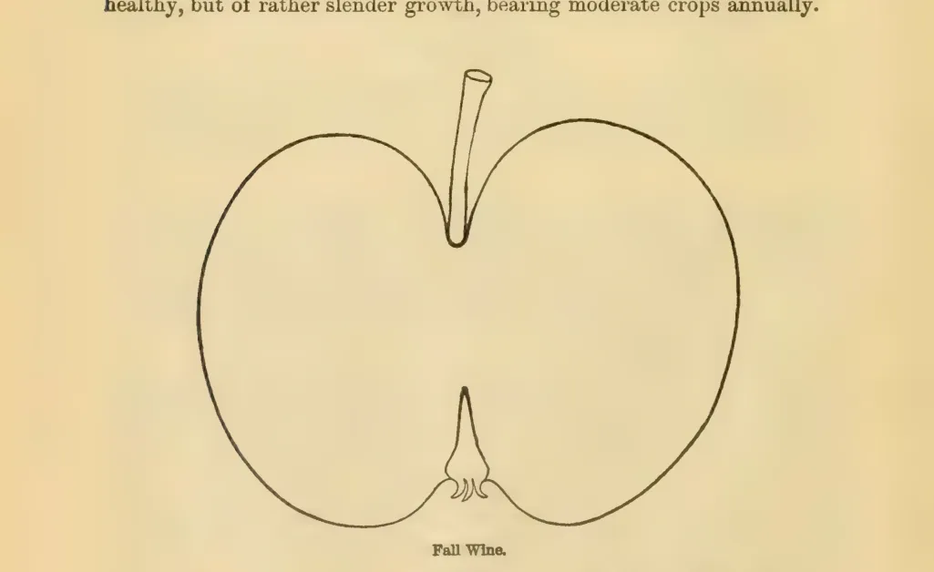 Illustration from Downing, Fruits and Fruit Trees of America (1900)