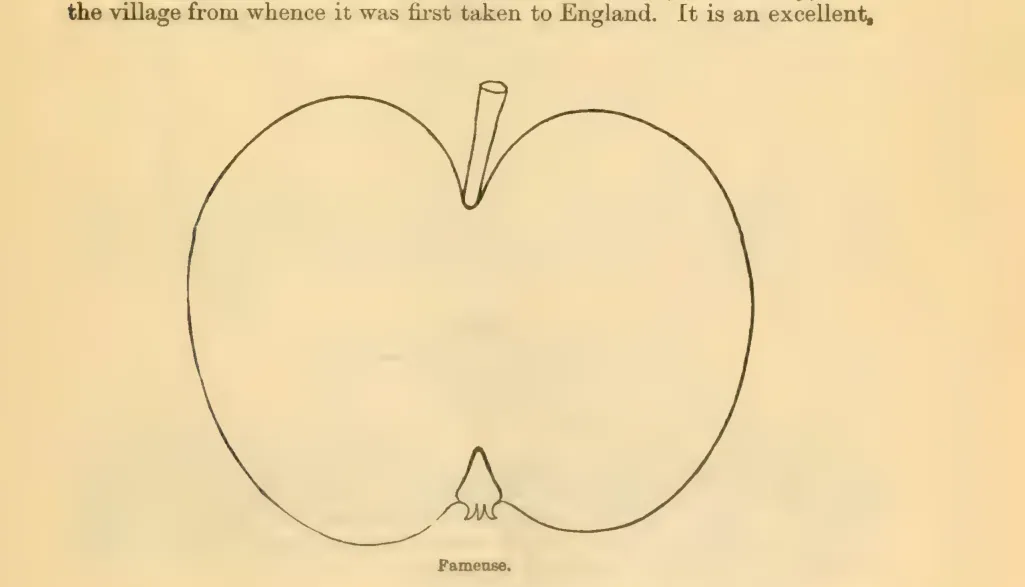 Illustration from Downing, Fruits and Fruit Trees of America (1900)